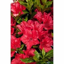 BAUHAUS Japanische Azalee Rhododendron Obtusum 'Majas Rubin'®, Topfvolumen: 2,3 L, Rot