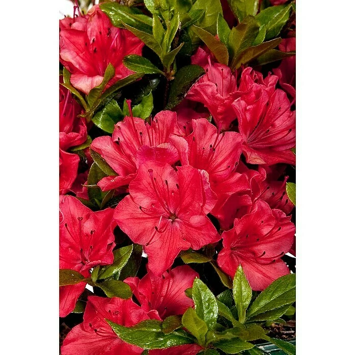 BAUHAUS Japanische Azalee Rhododendron Obtusum 'Majas Rubin'®, Topfvolumen: 2,3 L, Rot 3 BAUHAUS Japanische Azalee Rhododendron Obtusum 'Majas Rubin'®, Topfvolumen: 2,3 L, Rot