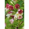 BAUHAUS Weigelie Weigela Florida 'Majorie', 30 Cm - 50 Cm -Gartenpflanzen Verkäufe 12 164
