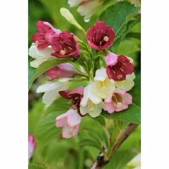 BAUHAUS Weigelie Weigela Florida 'Majorie', 30 Cm - 50 Cm