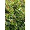 BAUHAUS Stechpalme Ilex Meserveae 'Blue Maid'®, Topfvolumen: 2,3 L -Gartenpflanzen Verkäufe 12 165