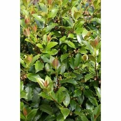 BAUHAUS Stechpalme Ilex Meserveae 'Blue Maid'®, Topfvolumen: 2,3 L