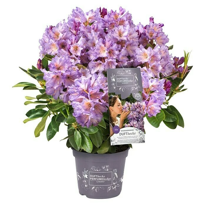 BAUHAUS Großblumiger Rhododendron Rhododendron INKARHO® 'Lila Dufthecke', Topfvolumen: 5 L, Lila 3 BAUHAUS Großblumiger Rhododendron Rhododendron INKARHO® 'Lila Dufthecke', Topfvolumen: 5 L, Lila
