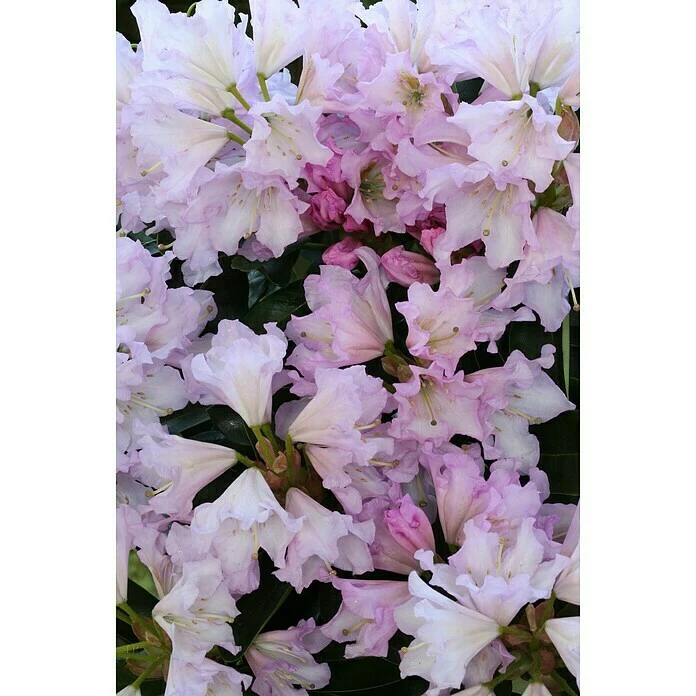 BAUHAUS Großblumiger Rhododendron Rhododendron INKARHO® 'Lila Dufthecke', Topfvolumen: 5 L, Lila 5 BAUHAUS Großblumiger Rhododendron Rhododendron INKARHO® 'Lila Dufthecke', Topfvolumen: 5 L, Lila – Bild 3