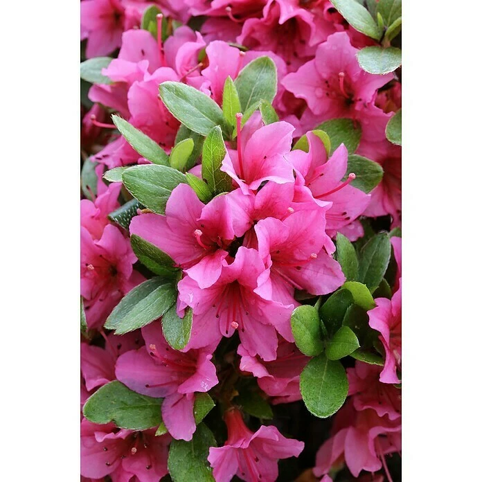 BAUHAUS Japanische Azalee Rhododendron Obtusum 'Michiko', Topfvolumen: 2 L, Rosa 4 BAUHAUS Japanische Azalee Rhododendron Obtusum 'Michiko', Topfvolumen: 2 L, Rosa – Bild 2