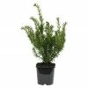 BAUHAUS Heimische Eibe Taxus Media 'Farmen', Aktuelle Wuchshöhe: 20 Cm - 30 Cm -Gartenpflanzen Verkäufe 12 171
