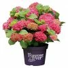 BAUHAUS Bauernhortensie Hydrangea Macrophylla 'Forever & Ever'® Red, Topfvolumen: 5 L, Rot 2 BAUHAUS Bauernhortensie Hydrangea Macrophylla 'Forever & Ever'® Red, Topfvolumen: 5 L, Rot -Gartenpflanzen Verkäufe 12 172