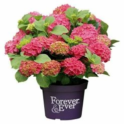BAUHAUS Bauernhortensie Hydrangea Macrophylla 'Forever & Ever'® Red, Topfvolumen: 5 L, Rot