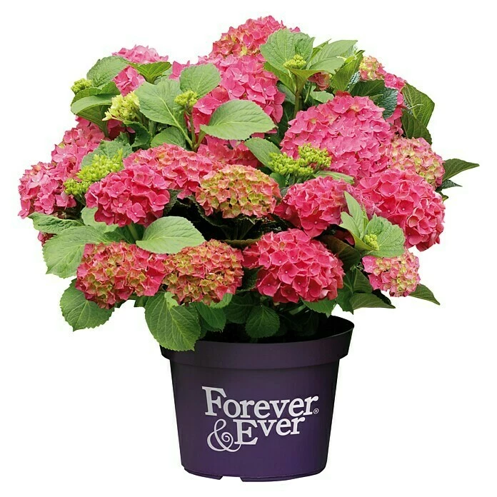 BAUHAUS Bauernhortensie Hydrangea Macrophylla 'Forever & Ever'® Red, Topfvolumen: 5 L, Rot 3 BAUHAUS Bauernhortensie Hydrangea Macrophylla 'Forever & Ever'® Red, Topfvolumen: 5 L, Rot