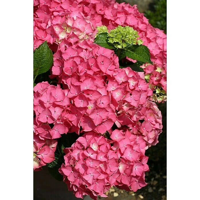 BAUHAUS Bauernhortensie Hydrangea Macrophylla 'Forever & Ever'® Red, Topfvolumen: 5 L, Rot 4 BAUHAUS Bauernhortensie Hydrangea Macrophylla 'Forever & Ever'® Red, Topfvolumen: 5 L, Rot – Bild 2