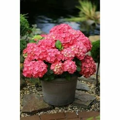 BAUHAUS Bauernhortensie Hydrangea Macrophylla 'Forever & Ever'® Red, Topfvolumen: 5 L, Rot 7 BAUHAUS Bauernhortensie Hydrangea Macrophylla 'Forever & Ever'® Red, Topfvolumen: 5 L, Rot -Gartenpflanzen Verkäufe 12 174