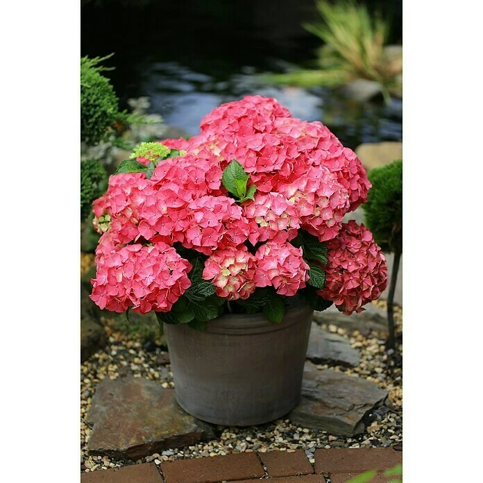 BAUHAUS Bauernhortensie Hydrangea Macrophylla 'Forever & Ever'® Red, Topfvolumen: 5 L, Rot 5 BAUHAUS Bauernhortensie Hydrangea Macrophylla 'Forever & Ever'® Red, Topfvolumen: 5 L, Rot – Bild 3