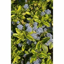 BAUHAUS Flieder Ceanothus Thyrsiflorus 'El Dorado'