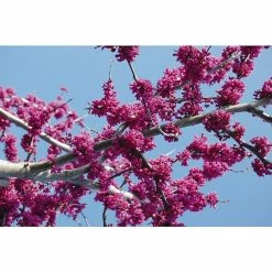 BAUHAUS Judasbaum Cercis Canadensis 'Oklahoma', Aktuelle Wuchshöhe: 40 Cm - 60 Cm