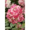 BAUHAUS Rispen-Hortensie Hydrangea Paniculata 'Diamant Rouge', Weiß/Rot -Gartenpflanzen Verkäufe 12 177