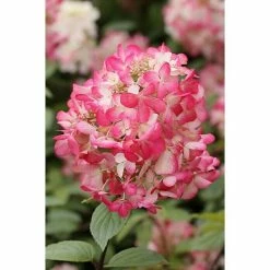 BAUHAUS Rispen-Hortensie Hydrangea Paniculata 'Diamant Rouge', Weiß/Rot