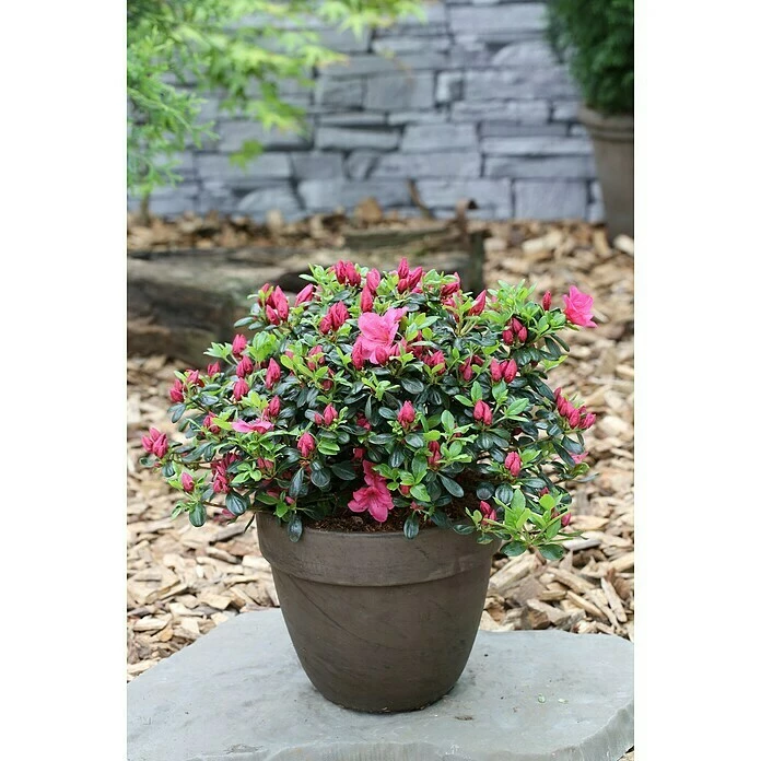 BAUHAUS Japanische Azalee Rhododendron Obtusum 'Purpurkissen'(S), Topfvolumen: 2 L, Purpurrot 3 BAUHAUS Japanische Azalee Rhododendron Obtusum 'Purpurkissen'(S), Topfvolumen: 2 L, Purpurrot