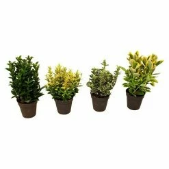 BAUHAUS Piardino Spindelstrauch Euonymus Fortunei, Artenabhängig