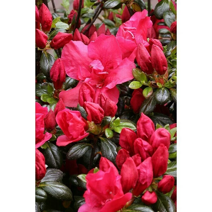 BAUHAUS Japanische Azalee Rhododendron Obtusum 'Purpurkissen'(S), Topfvolumen: 2 L, Purpurrot 4 BAUHAUS Japanische Azalee Rhododendron Obtusum 'Purpurkissen'(S), Topfvolumen: 2 L, Purpurrot – Bild 2
