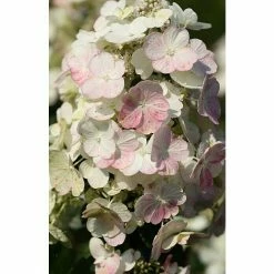 BAUHAUS Rispen-Hortensie Hydrangea Paniculata 'Petite Star'®, Grün/Rot
