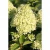 BAUHAUS Rispen-Hortensie Hydrangea Paniculata 'Limelight'(S), Weiß, Topfvolumen: 10 L