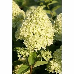 BAUHAUS Rispen-Hortensie Hydrangea Paniculata 'Limelight'(S), Weiß, Topfvolumen: 10 L