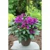 BAUHAUS Großblumiger Rhododendron Rhododendron 'Azurro'EASYDENDRON®, Topfvolumen: 5 L, Lila -Gartenpflanzen Verkäufe 12 183