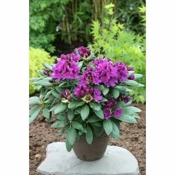 BAUHAUS Großblumiger Rhododendron Rhododendron 'Azurro'EASYDENDRON®, Topfvolumen: 5 L, Lila