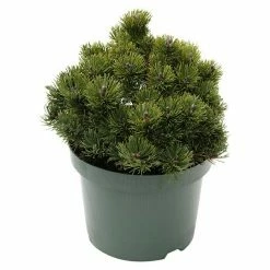 BAUHAUS Berg-Kiefer Pinus Mugo 'Picobello', Topfvolumen: 4,6 L, Aktuelle Wuchshöhe: 15 Cm - 20 Cm