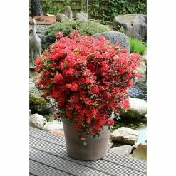 BAUHAUS Japanische Azalee Rhododendron Obtusum 'Juliette'®, Topfvolumen: 2 L, Orangerot