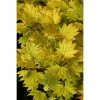 BAUHAUS Fächerahorn Acer Shirasawanum 'Aureum' -Gartenpflanzen Verkäufe 12 187