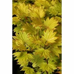 BAUHAUS Fächerahorn Acer Shirasawanum 'Aureum'