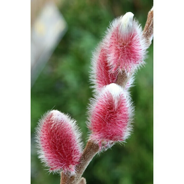 BAUHAUS Kätzchenweide Stämmchen Salix Gracilistyla 'Rote Pfote'(S), Aktuelle Wuchshöhe: 50 Cm - 70 Cm 3 BAUHAUS Kätzchenweide Stämmchen Salix Gracilistyla 'Rote Pfote'(S), Aktuelle Wuchshöhe: 50 Cm - 70 Cm