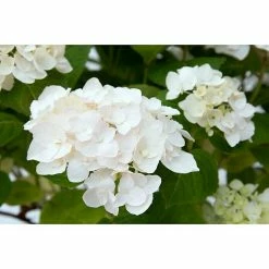 BAUHAUS Bauernhortensie Hydrangea Macrophylla 'Endless Summer'® Weiß, Topfvolumen: 5 L, Weiß