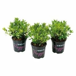 BAUHAUS Zwergrhododendron 5er Set Rhododendron Micranthum Bloombux® Nugget, Topfvolumen: 0,5 L, Pink