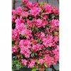 BAUHAUS Japanische Azalee Rhododendron Obtusum 'Rokoko', Topfvolumen: 4,6 L, Purpurrot 2 BAUHAUS Japanische Azalee Rhododendron Obtusum 'Rokoko', Topfvolumen: 4,6 L, Purpurrot -Gartenpflanzen Verkäufe 12 192