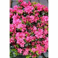 BAUHAUS Japanische Azalee Rhododendron Obtusum 'Rokoko', Topfvolumen: 4,6 L, Purpurrot