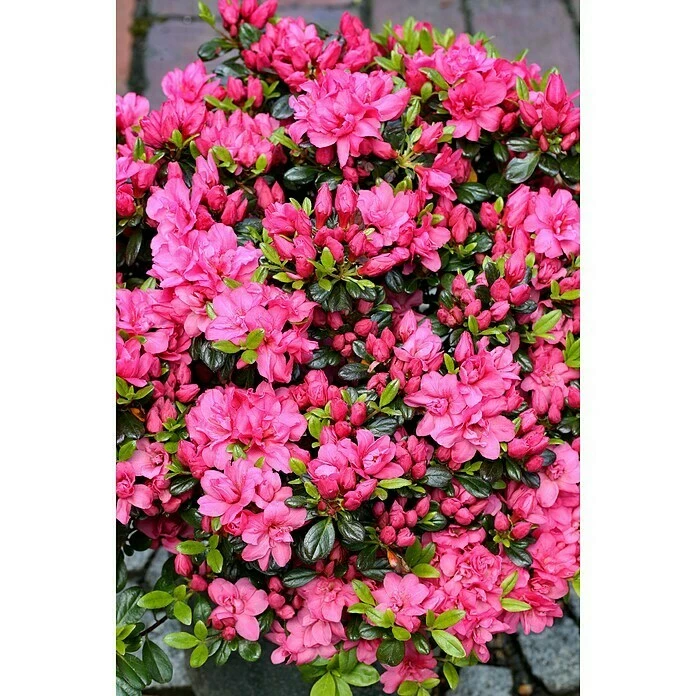 BAUHAUS Japanische Azalee Rhododendron Obtusum 'Rokoko', Topfvolumen: 4,6 L, Purpurrot 3 BAUHAUS Japanische Azalee Rhododendron Obtusum 'Rokoko', Topfvolumen: 4,6 L, Purpurrot