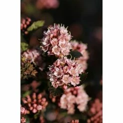 BAUHAUS Blasenspiere Physocarpus Opulifolius 'Little Devil'®, Topfvolumen: 4,6 L, 40 Cm - 60 Cm