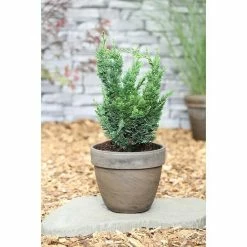 BAUHAUS Lawsons Scheinzypresse Chamaecyparis Lawsoniana 'Wisselii', Aktuelle Wuchshöhe: 50 Cm - 70 Cm