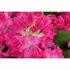 BAUHAUS Großblumiger Rhododendron Rhododendron 'Germania'(S) EASYDENDRON®, Topfvolumen: 5 L, Rosarot