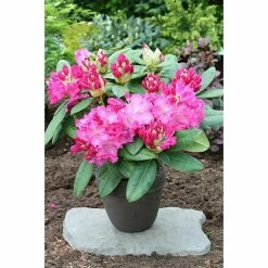 BAUHAUS Großblumiger Rhododendron Rhododendron 'Germania'(S) EASYDENDRON®, Topfvolumen: 5 L, Rosarot -Gartenpflanzen Verkäufe 12 197