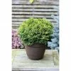 BAUHAUS Zwerg-Fadenzypresse Chamaecyparis Pisifera 'Nana', Topfvolumen: 2,3 L -Gartenpflanzen Verkäufe 12 198