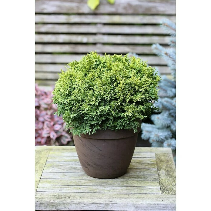 BAUHAUS Zwerg-Fadenzypresse Chamaecyparis Pisifera 'Nana', Topfvolumen: 2,3 L 3 BAUHAUS Zwerg-Fadenzypresse Chamaecyparis Pisifera 'Nana', Topfvolumen: 2,3 L