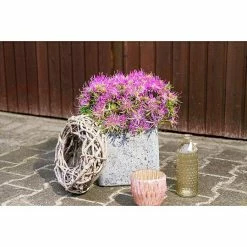 BAUHAUS Großblumiger Rhododendron Rhododendron Obtusum 'Star Style', Topfvolumen: 0,5 L, Lila