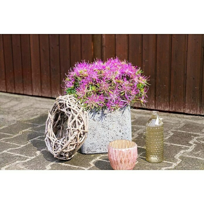 BAUHAUS Großblumiger Rhododendron Rhododendron Obtusum 'Star Style', Topfvolumen: 0,5 L, Lila 3 BAUHAUS Großblumiger Rhododendron Rhododendron Obtusum 'Star Style', Topfvolumen: 0,5 L, Lila