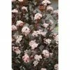 BAUHAUS Blasenspiere Stämmchen Physocarpus Opulifolius 'Summer Wine'®, Topfvolumen: 10 L, 80 Cm - 100 Cm