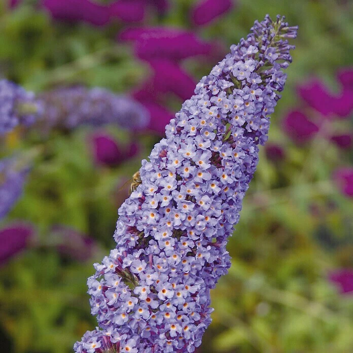 BAUHAUS Sommerflieder Buddleja Davidii 'Empire Blue', Blauviolett 3 BAUHAUS Sommerflieder Buddleja Davidii 'Empire Blue', Blauviolett