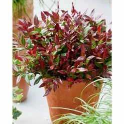 BAUHAUS Traubenheide Leucothoe Fontanesiana 'Little Flames', Topfvolumen: 2,3 L