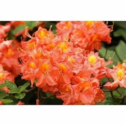 BAUHAUS Rhododendron Rhododendron Luteum 'Sunny Boy', Topfvolumen: 4,6 L, Rot/Orange -Gartenpflanzen Verkäufe 12 205